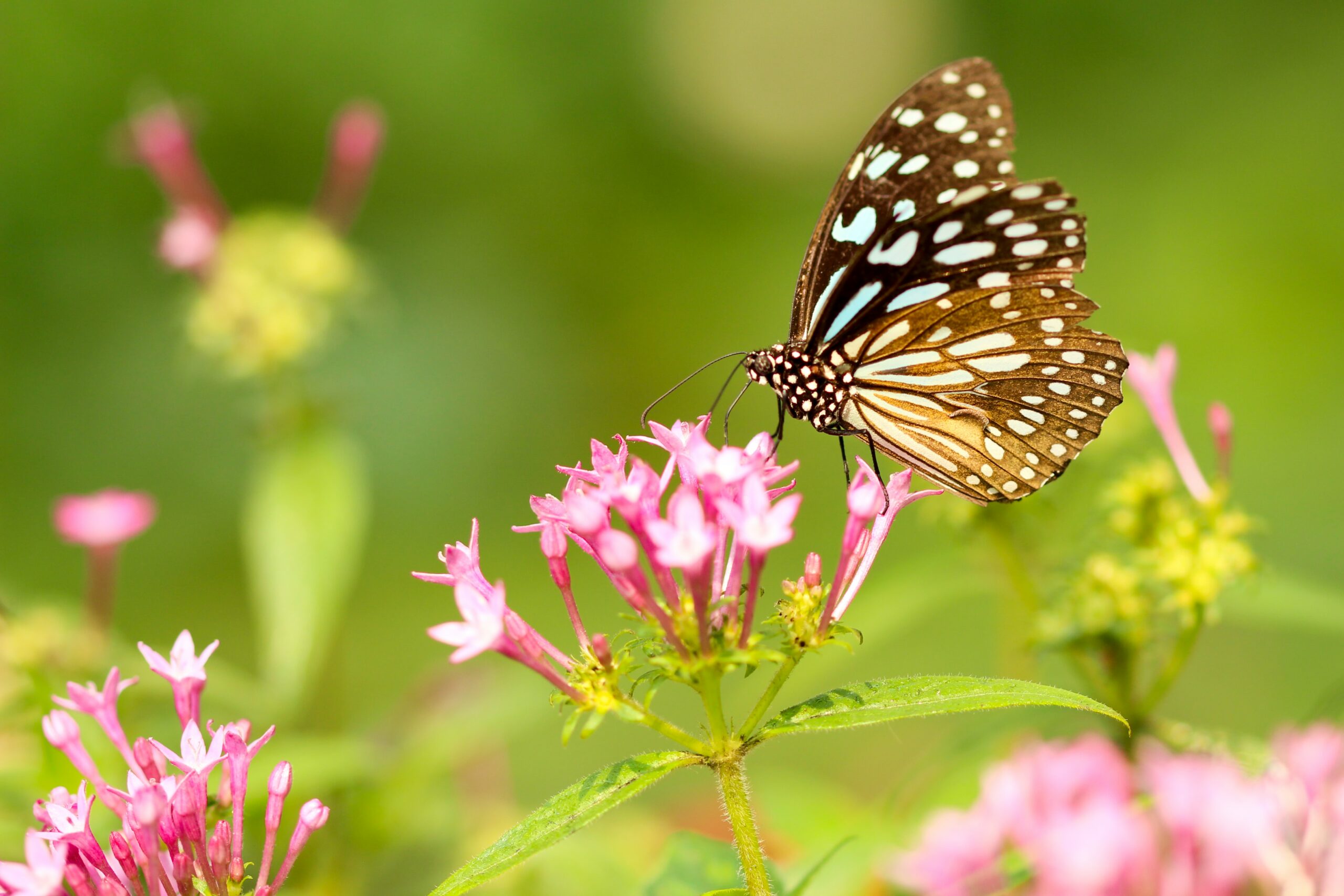 Wiosna (motyl) - obrazek dekoracyjny