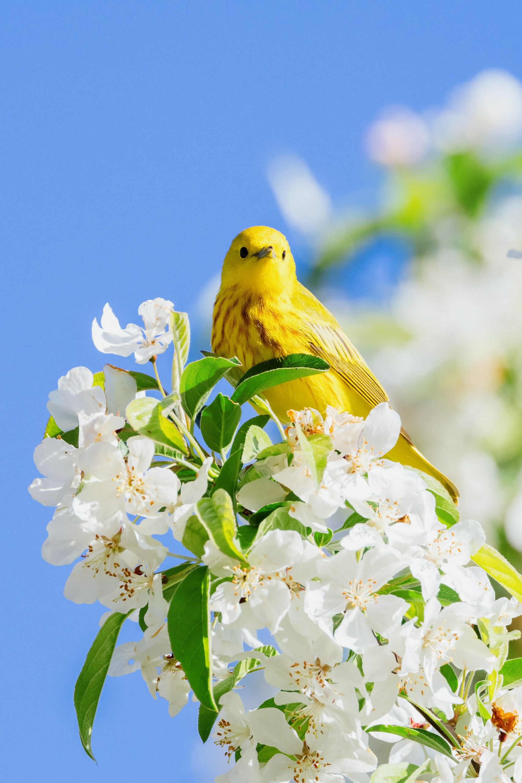 Wiosna (ptaszek) - obrazek dekoracyjny.