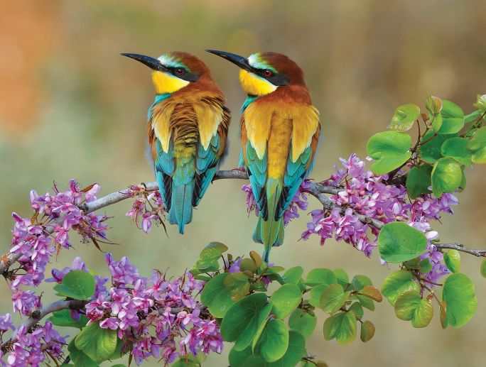 ptaki-na-wiosne-shutterstock-1704142348