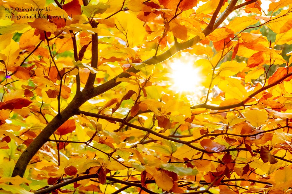 fotografowanie-jesieni-211024_IMG_9351_1000px-3