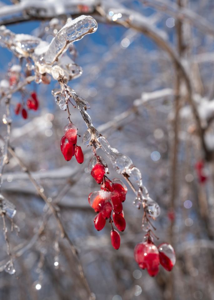 styczen-w-ogrodzie-2