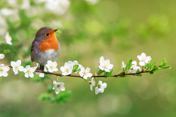 bird robin sitting on cherry branches with white flowers on a sunny spring day