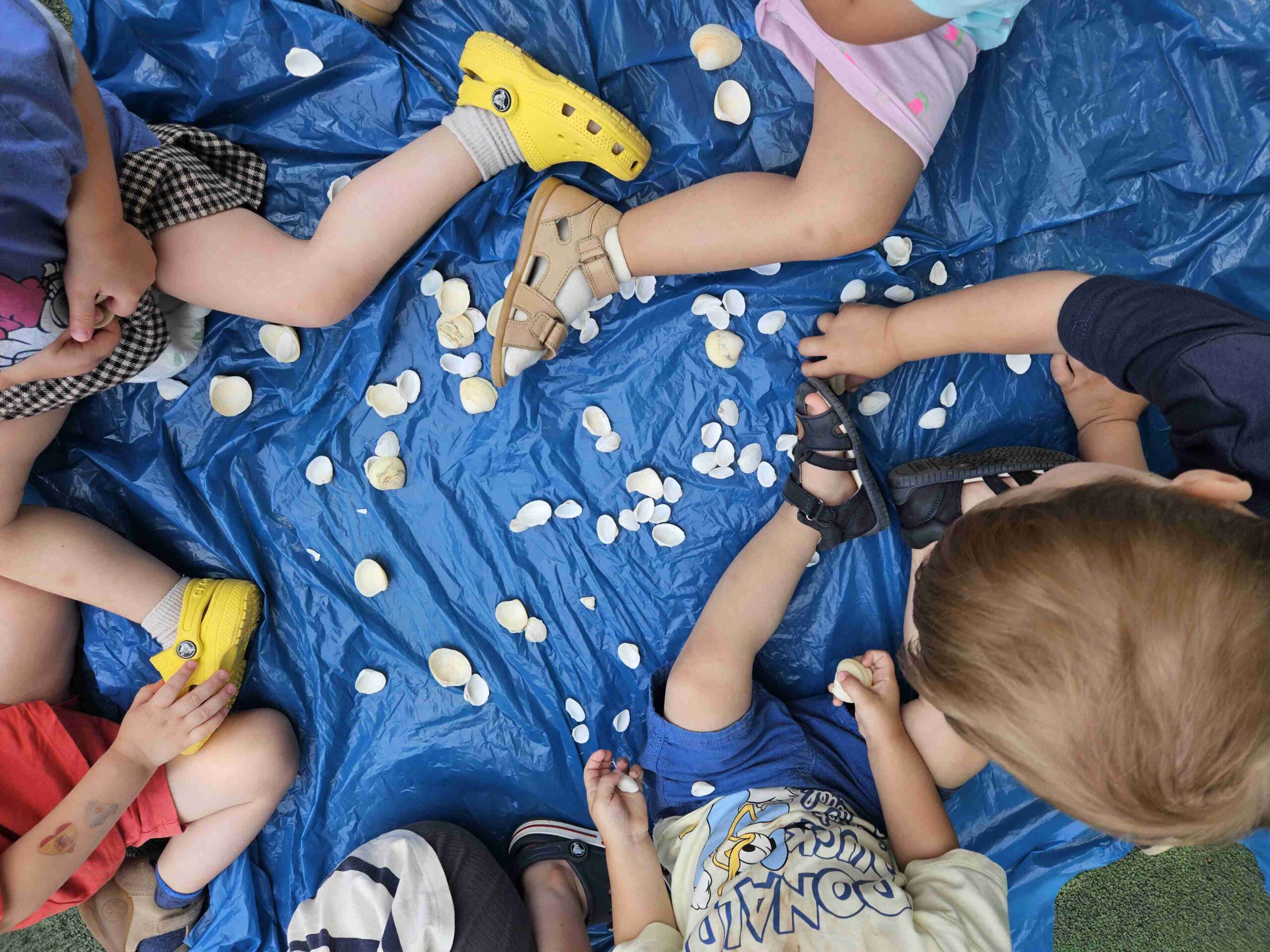 muszelki